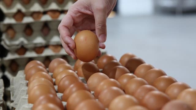 鸡蛋短缺应禁止出口？ 马国贸消部：并非全国各地都短缺