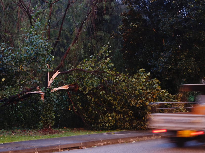 A damaged tree is seen along Seletar North Link after a thunderstorm late Tuesday (Jan 30) afternoon. Photo: Raj Nadarajan/TODAY A damaged tree is seen along Seletar North Link after a thunderstorm late Tuesday (Jan 30) afternoon. Photo: Raj Nadarajan/TODAY