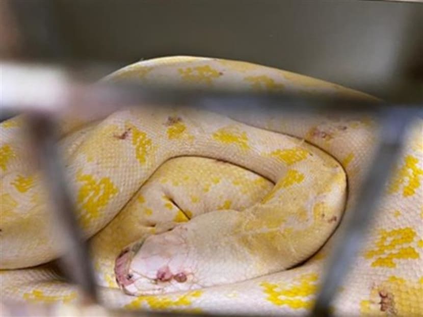 One of the pythons seized from Pulenthiran Palaniappan's container truck One of the pythons seized from Pulenthiran Palaniappan's container truck