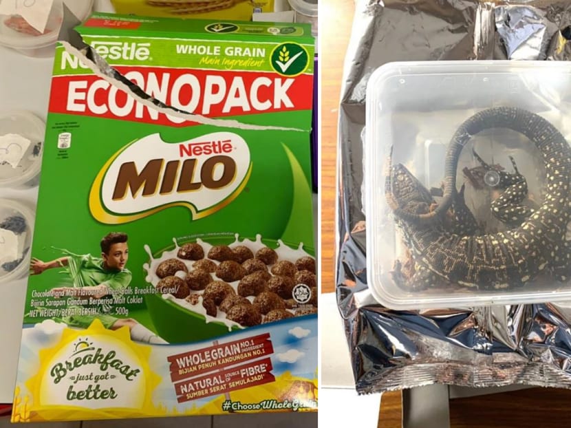 In taking it to a buyer, Mitchell Edberg Li Heyi packed an Argentine tegu, a type of large lizard, into a plastic container and placed it in a cereal box.