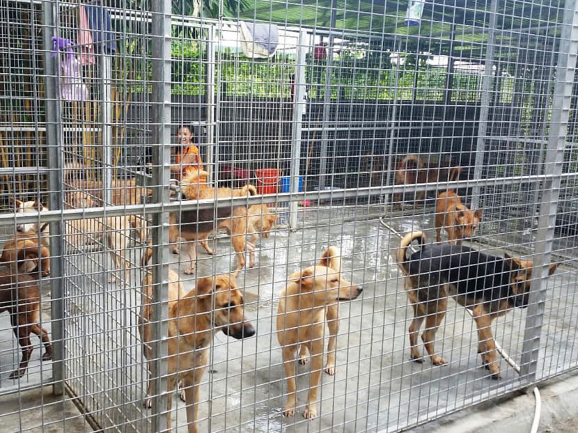 Ms Rena Tan, 54 (background), with her rescued dogs at a dog shelter within an ornamental fish farm in Lim Chu Kang. She attends to 20 dogs at this shelter with the help of volunteers. Photo: Rena Tan
