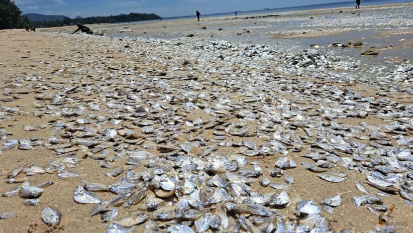 Climate change may have stimulated plankton bloom behind Thai mass fish die-off: Expert