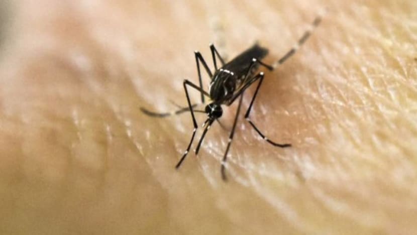 Number of dengue cases in 2020 so far surpasses 2019's total count