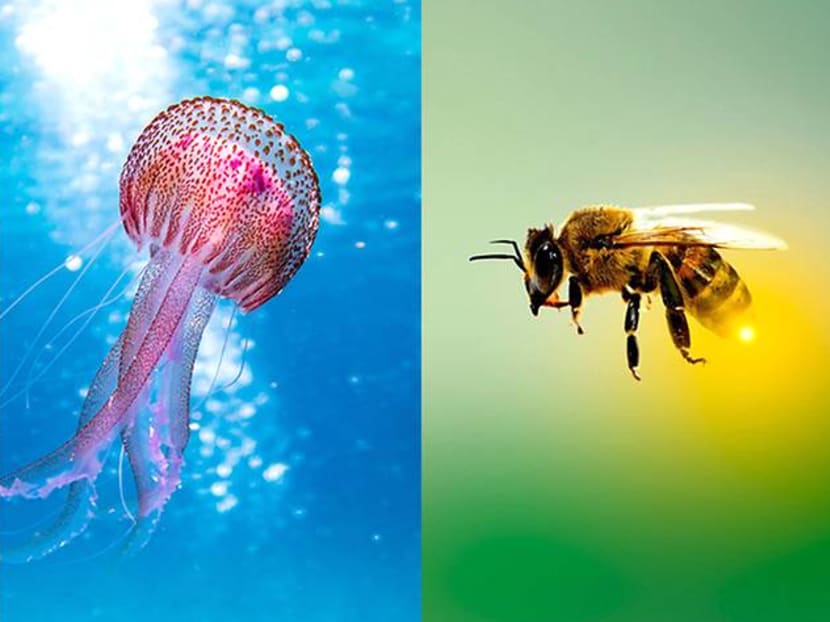 First aid tips: What should you do after being stung by a stingray, jellyfish or bee? First aid tips: What should you do after being stung by a stingray, jellyfish or bee?