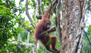 Sarawak minister pushes back against ‘orangutan diplomacy’ idea, says no need to give apes as gifts