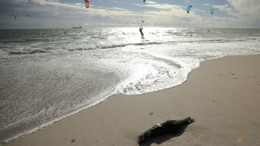 South Africa investigates seal deaths along Cape coast South Africa investigates seal deaths along Cape coast