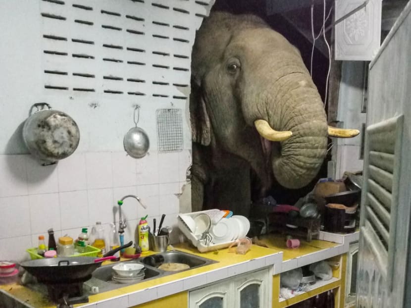 This photograph taken on June 20, 2021 and received courtesy of Ms Radchadawan Peungprasopporn via her Facebook account on June 22, 2021 shows an elephant searching for food in the kitchen of her home in Pa La-U, Hua Hin.