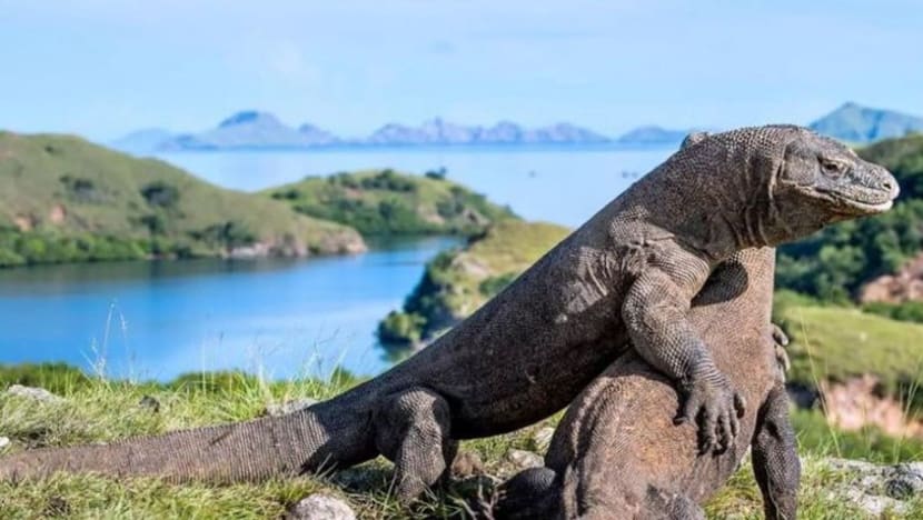 Projek 'Jurassic Park' Indonesia diteruskan meski diberi amaran oleh UNESCO Projek 'Jurassic Park' Indonesia diteruskan meski diberi amaran oleh UNESCO