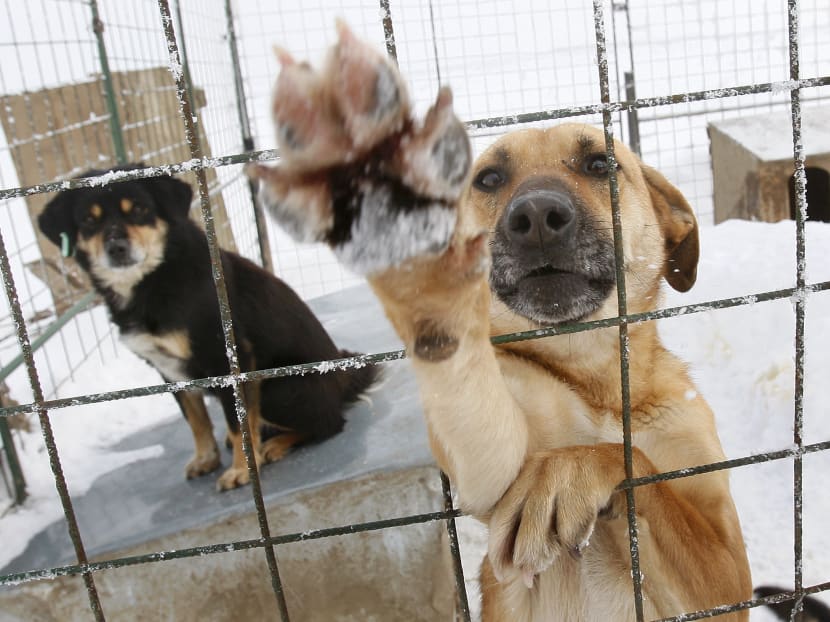 In this  Feb. 10, 2010, dogs react from a cage at a stray dog shelter in a field outside Bucharest, Romania. Photo: AP