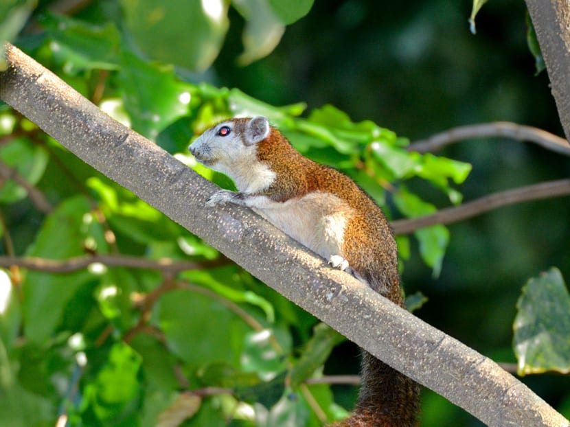 Bidadari development could force squirrels out, threaten native species