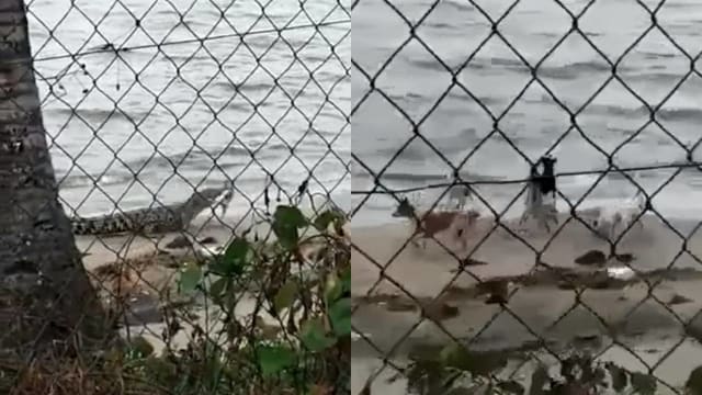 鳄鱼攻击流浪狗视频疯传 网民：地点在马国而非本地