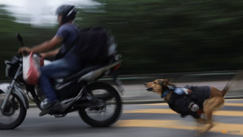 Brazil's furriest police corporal becomes internet sensation Brazil's furriest police corporal becomes internet sensation