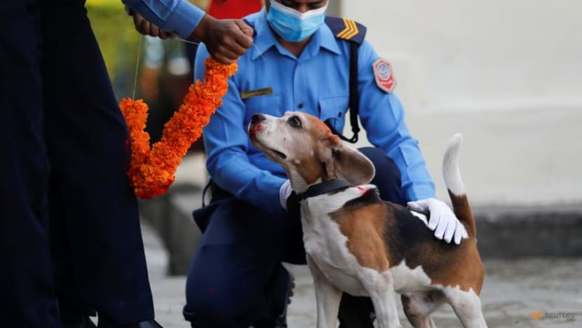 Baths, garlands for man's best friend at Nepal's canine festival Baths, garlands for man's best friend at Nepal's canine festival
