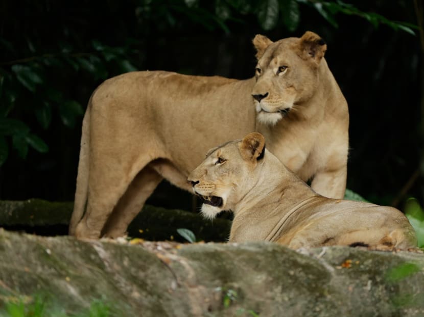 The Animal and Veterinary Service lifted an isolation order on the African lions in Singapore Zoo on Nov 23, 2021 because they no longer showed symptoms.