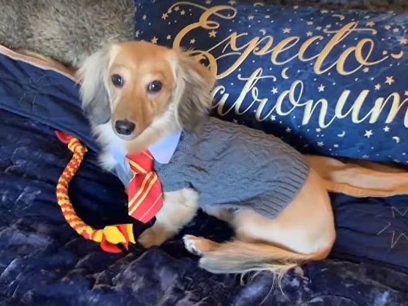 Dogwarts School of Wizardry: This puppy responds to Harry Potter spells