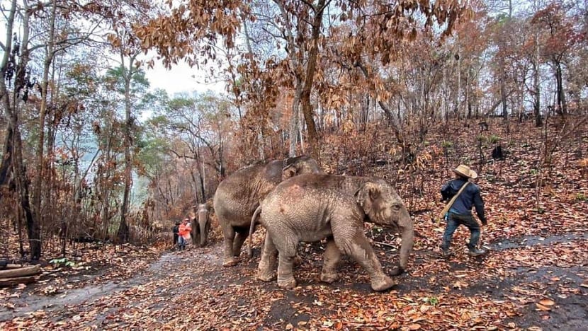COVID-19: Jobless Thai elephants make long trek home as tourists disappear