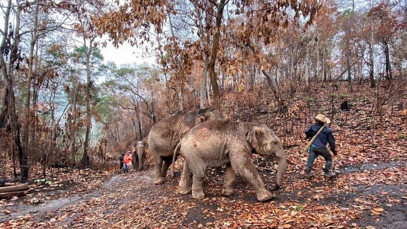 COVID-19: Jobless Thai elephants make long trek home as tourists disappear COVID-19: Jobless Thai elephants make long trek home as tourists disappear