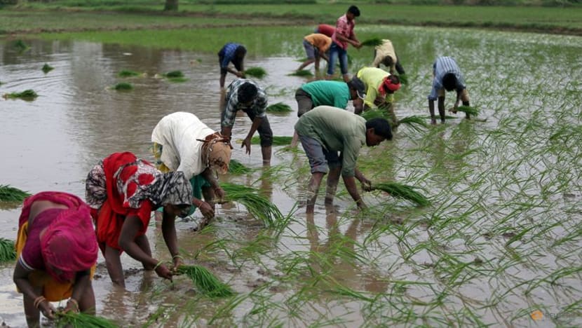Analysis-Global rice supplies at risk as harsh weather hits top exporters Analysis-Global rice supplies at risk as harsh weather hits top exporters