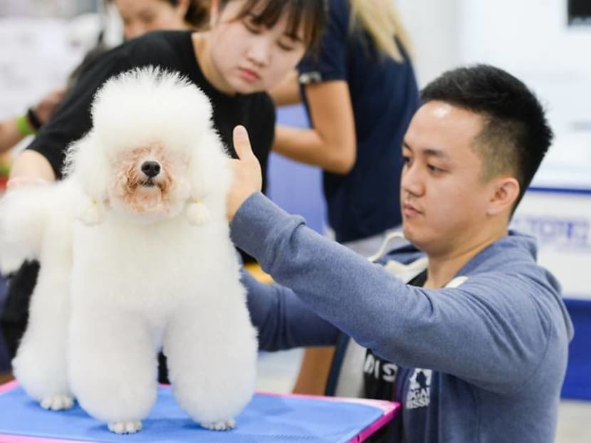 Adoption drive, dog massages and a fish beauty contest at PetExpo this weekend Adoption drive, dog massages and a fish beauty contest at PetExpo this weekend