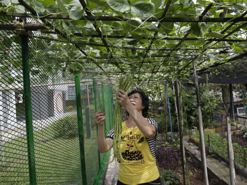 A resident harvesting long beans at the Montreal Integrated Community Garden.