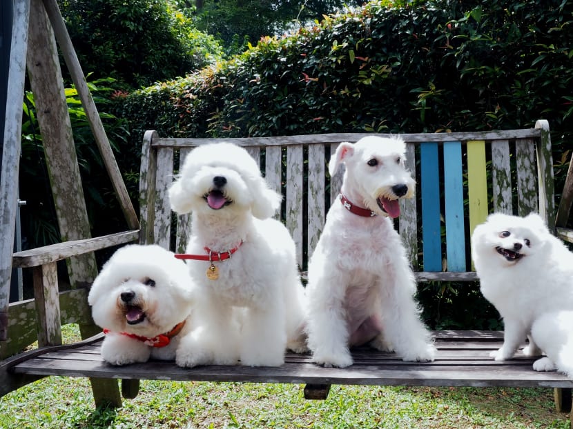 There will a special 'All White Pawty' for white pets at this year's Pet Expo.