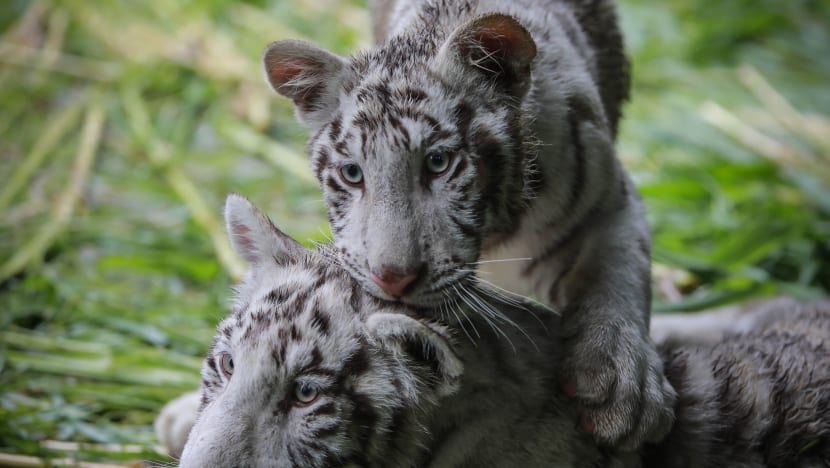 Two rare white tiger cubs find new home in Nicaragua Two rare white tiger cubs find new home in Nicaragua