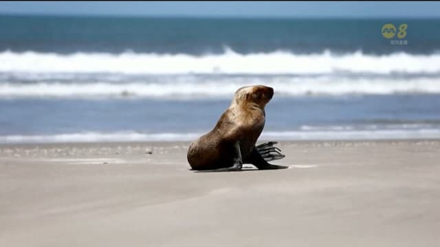 巴西禽流感来袭 导致千只海豹海狮陈尸沙滩