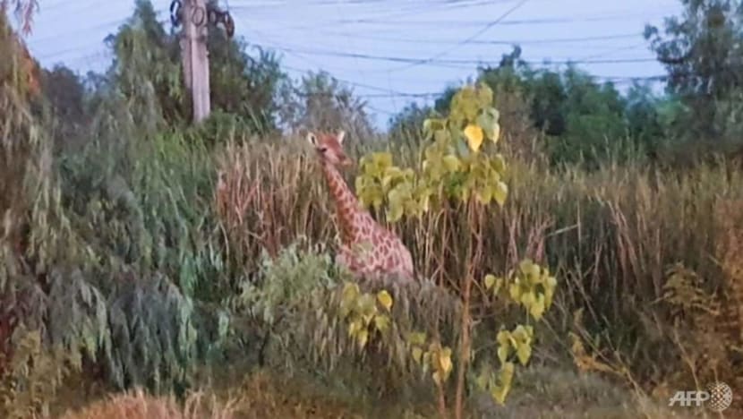 Fugitive giraffe found dead in Thai canal