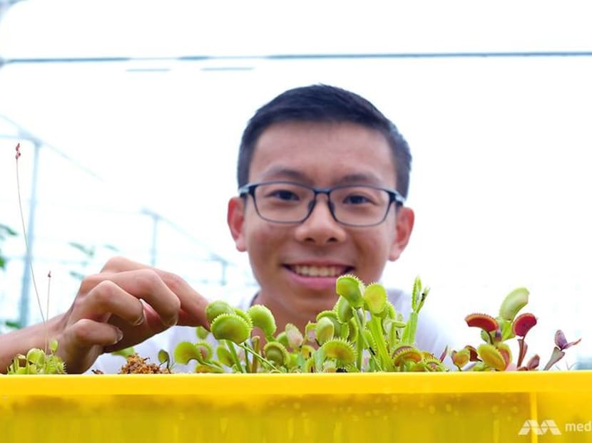 ‘I treat them like pets’: The world of Singapore’s carnivorous plant lovers ‘I treat them like pets’: The world of Singapore’s carnivorous plant lovers