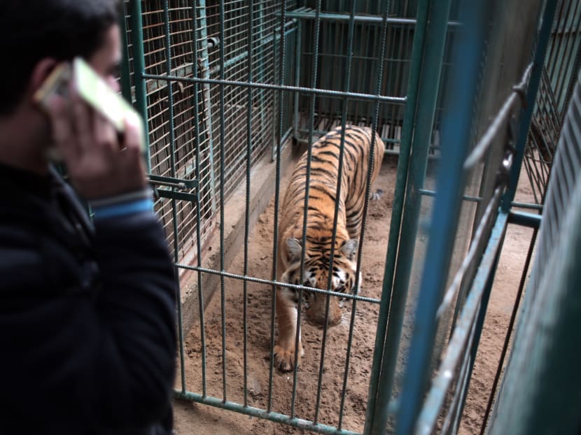 In this Jan 10, 2016 photo, Palestinian owner of the South Jungle Zoo, Mr Mohammed Ouida, stands in front of the cage of the African tiger, in Rafah, southern Gaza Strip. Photo: AP