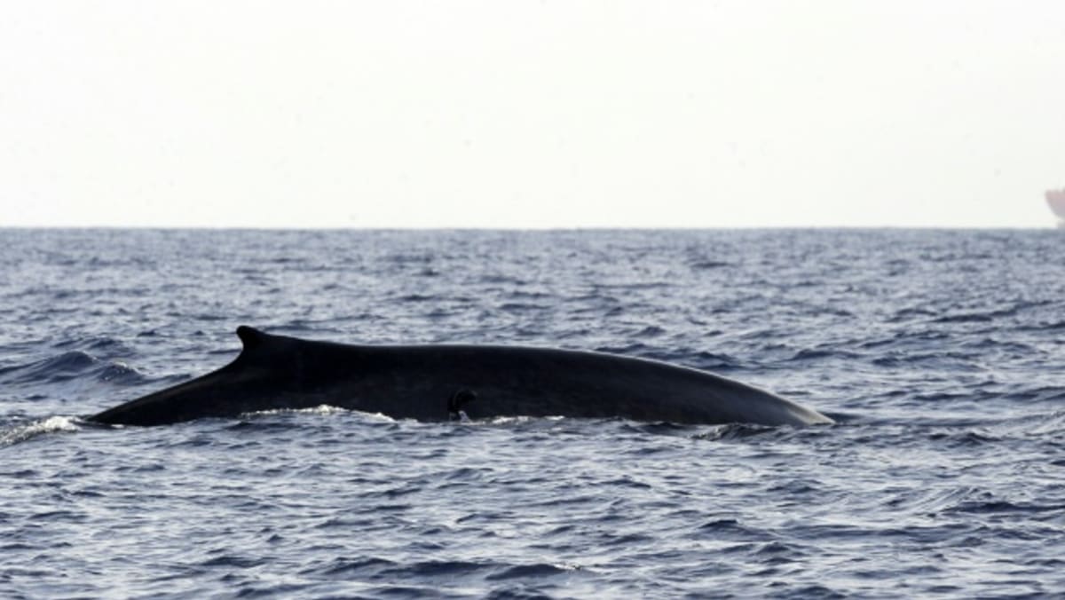 shipping-giant-changes-course-to-save-sri-lanka-whales