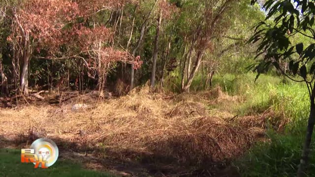 晨光|着眼天下：森林大火频传 国内外政府如何预防？