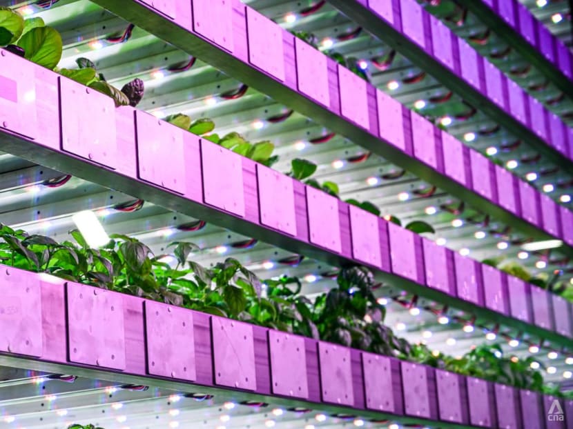 Sun, wind and rain on a tray: How the Scottish are finding food solutions using vertical farming