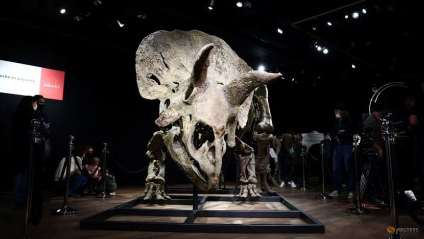 Remains of 'Big John', largest known triceratops, fetch nearly US$8 million Remains of 'Big John', largest known triceratops, fetch nearly US$8 million