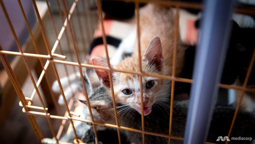 Perempuan Ini Mengubah Rumahnya Menjadi Penampungan Bagi Lebih Dari 300 Kucing Jalanan Dan Terlantar Cna