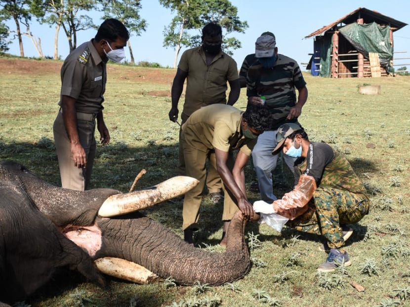 In this photo taken on June 8, 2021, veterinarians and forest workers collect a sample from a captive elephant to test for the Covid-19 coronavirus at the Theppakadu Elephant Camp in Theppakadu, Tamil Nadu.
