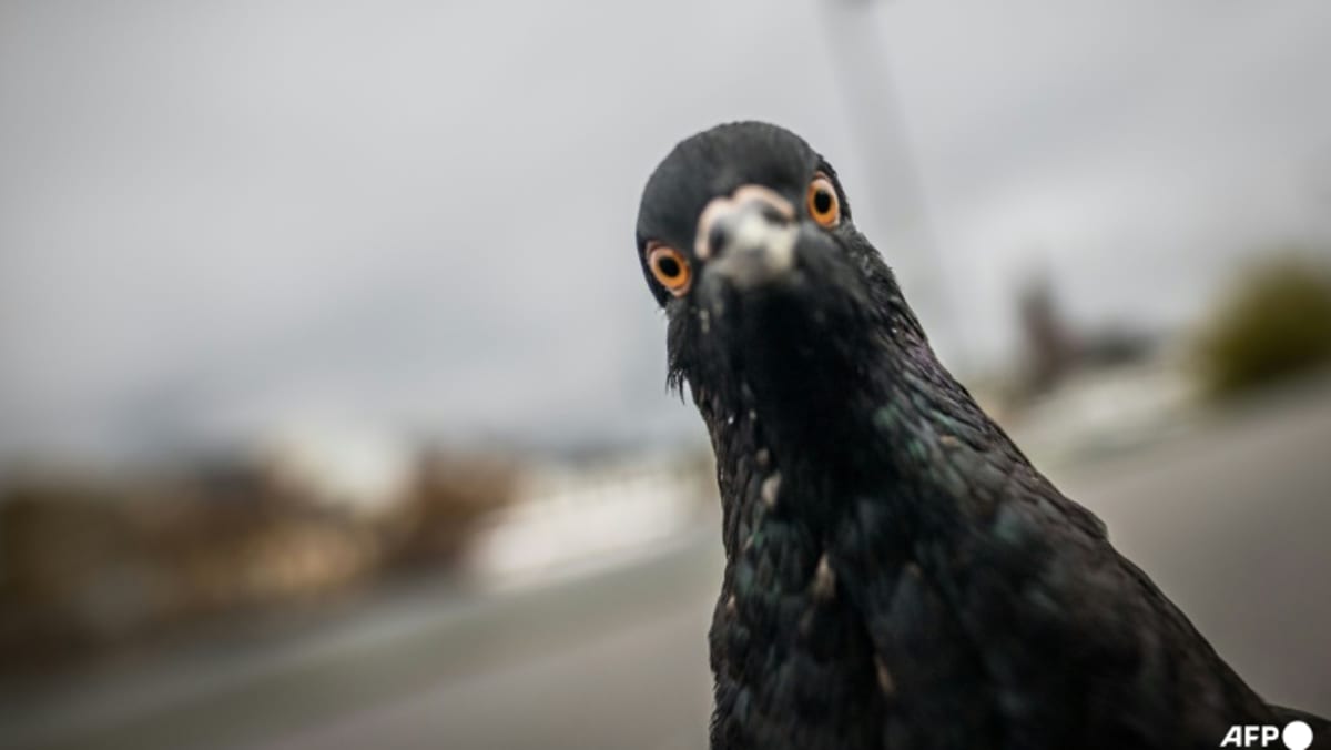 Police arrest Japan taxi driver after running over pigeon Police arrest Japan taxi driver after running over pigeon