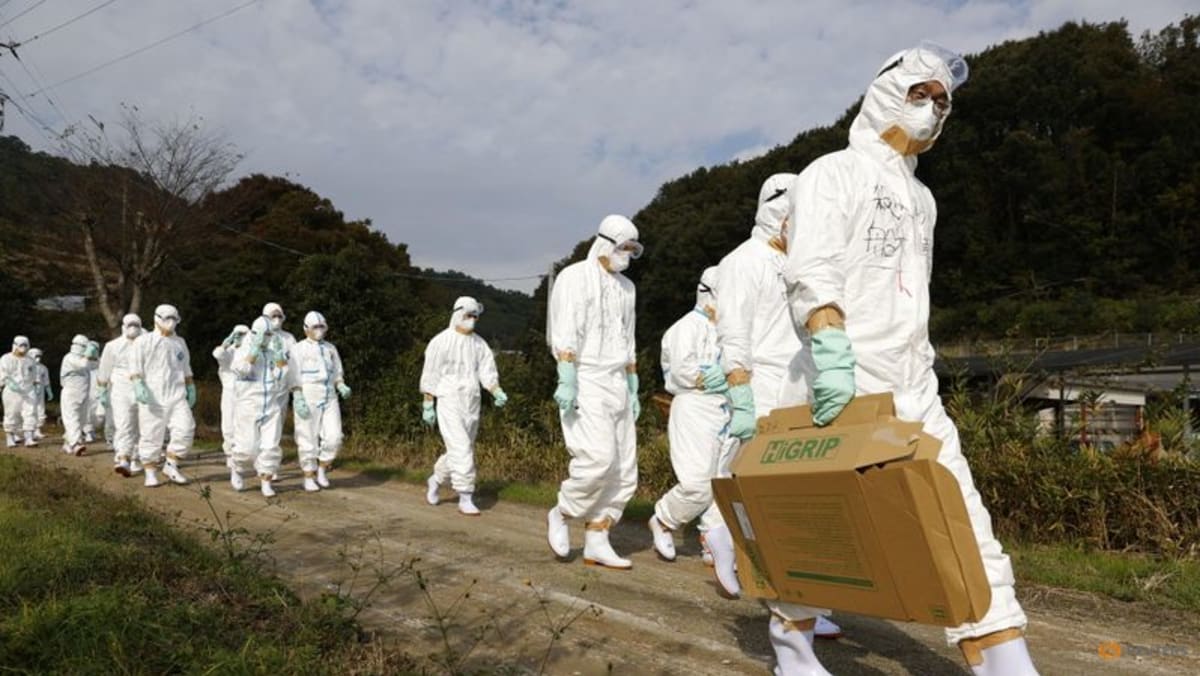 Jepang melaporkan wabah flu burung pertama musim ini, memusnahkan 143.000 ayam