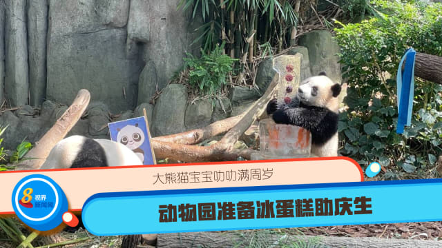大熊猫宝宝叻叻满周岁 动物园准备冰蛋糕助庆生