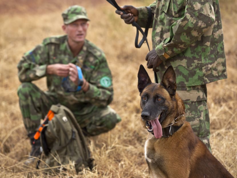 In Rwanda, dogs and handlers train to track poachers