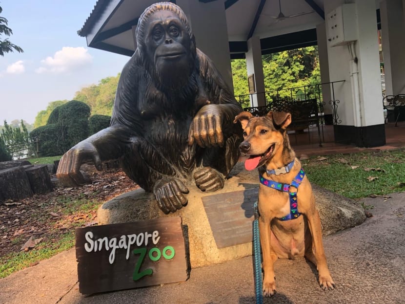 Bruce the dog is receiving training and care from Singapore Zoo until it finds a new home. Bruce the dog is receiving training and care from Singapore Zoo until it finds a new home.