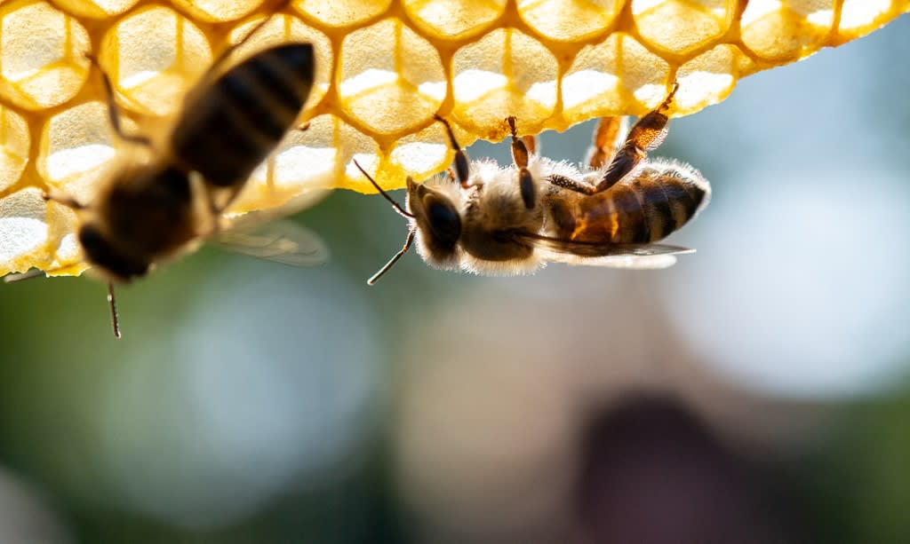 Picture taken on Sept 19, 2019 shows honeybees resting on a comb in Stuttgart, southern Germany.<br />
Picture taken on Sept 19, 2019 shows honeybees resting on a comb in Stuttgart, southern Germany.<br />
