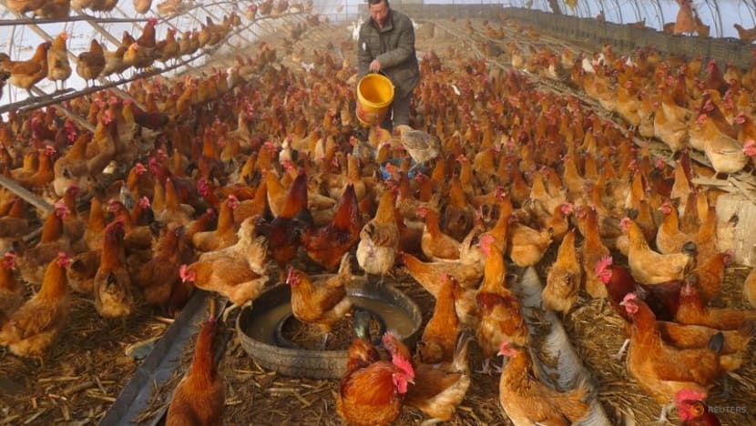 Rise in human bird flu cases in China shows risk of fast-changing variants: Health experts Rise in human bird flu cases in China shows risk of fast-changing variants: Health experts