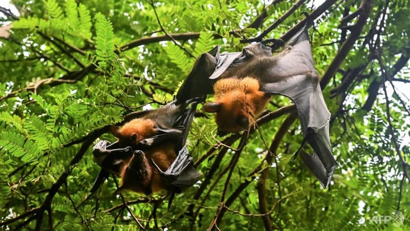 Boon Keng residents told to hang 'shiny objects' at doors, windows after finding bats in flats Boon Keng residents told to hang 'shiny objects' at doors, windows after finding bats in flats