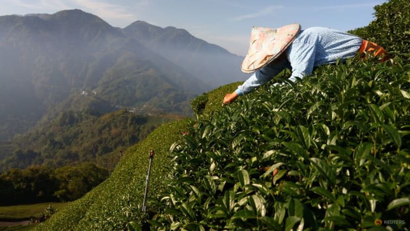 In Taiwan tea country, a scramble to adapt to extreme weather In Taiwan tea country, a scramble to adapt to extreme weather