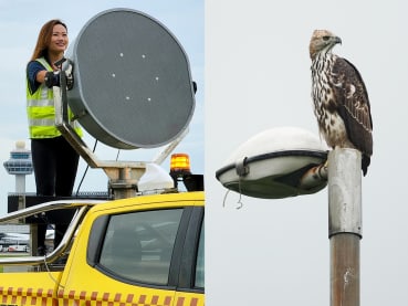 She’s preventing wildlife from hitting planes at Changi Airport: ‘There are surprises every day’