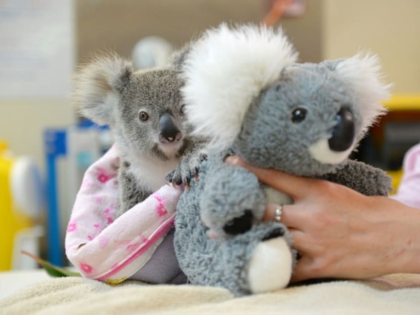 Shayne, a nine-month-old orphaned baby koala has found solace cuddling a fluffy toy koala in the absence of his dead mum, as he recovers from the trauma of her death. PHOTO: AUSTRALIA ZOO VIA AFP