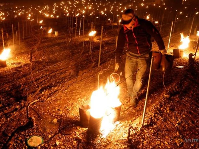 French winemakers set candles and straw ablaze to save vines from frost