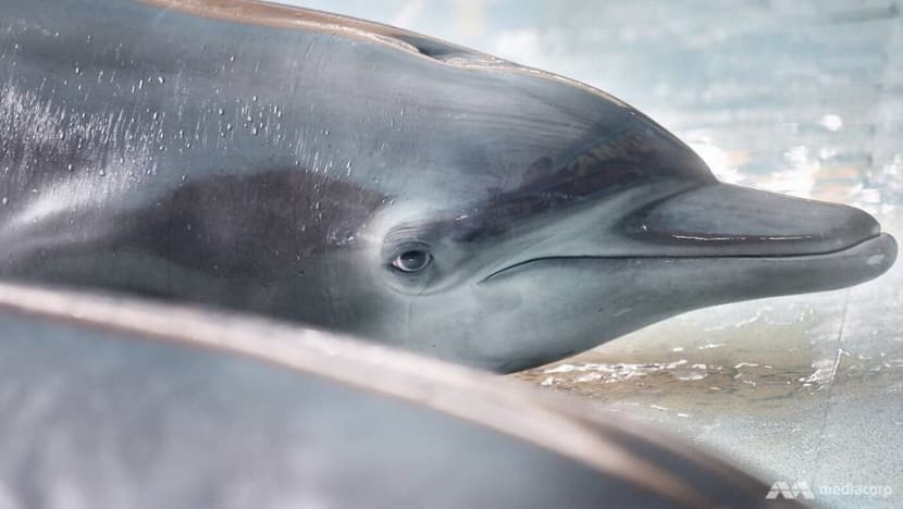 Indonesian travelling shows where dolphins perform in the name of education