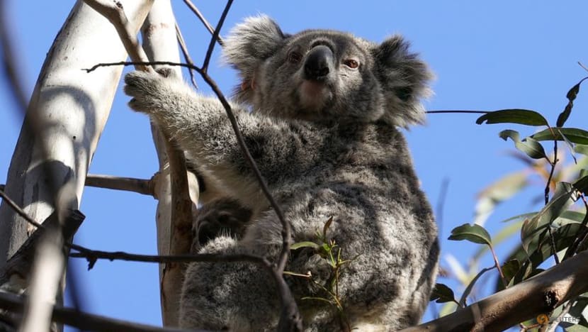 Australian animals at risk as environment deteriorates: Government report 